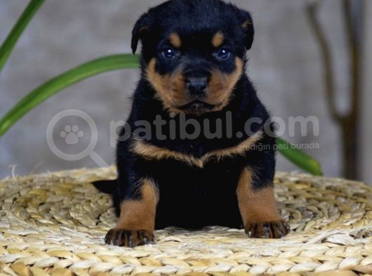 Koca Kafa Küt Burun Mükemmel Anatomi Rottweiler Yavrular görsel