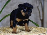 Koca Kafa Küt Burun Mükemmel Anatomi Rottweiler Yavrular