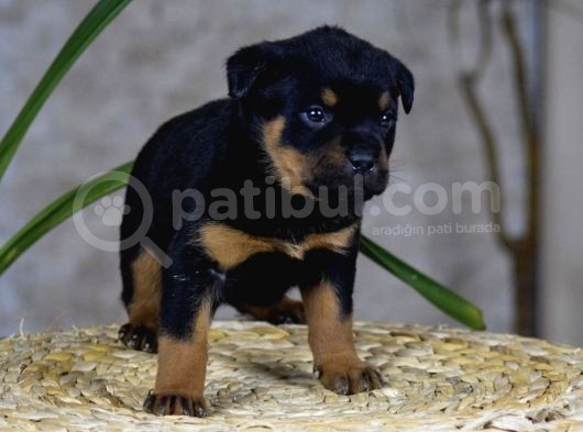 Koca Kafa Küt Burun Mükemmel Anatomi Rottweiler Yavrular görsel