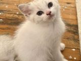 Aşılı Anne Altından Mavi Gözlü British Shorthair Yavru