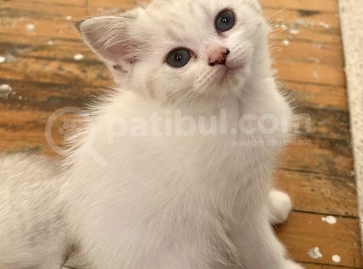 Aşılı Anne Altından Mavi Gözlü British Shorthair Yavru