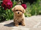 BEBEK SURATLI TOY POODLE YAVRULAR XXS