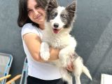 Border Collie Yavru Bursa Köpek Okulu