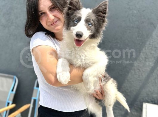 Border Collie Yavru Bursa Köpek Okulu görsel