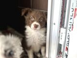 Border Collie Yavru Bursa Köpek Okulu