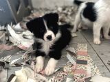 Border Collie Yavru Bursa Köpek Okulu