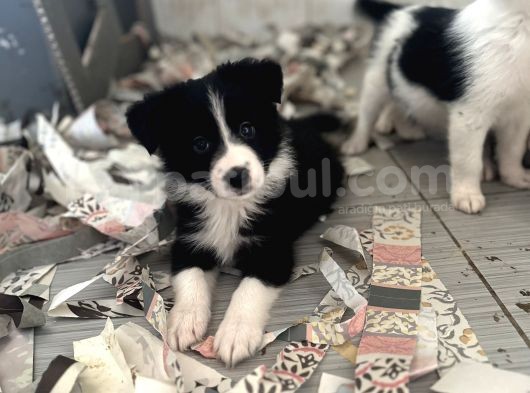 Border Collie Yavru Bursa Köpek Okulu görsel