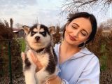Maskeli husky