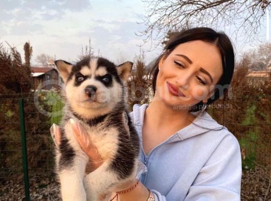 Maskeli Husky