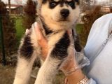 Maskeli Husky
