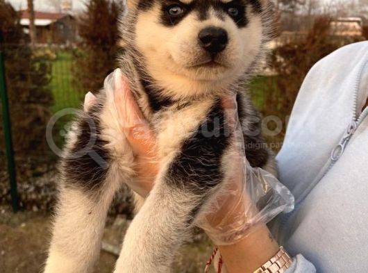Maskeli Husky görsel