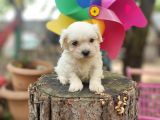 Orjinal Maltese Terrier Yavrularımız 