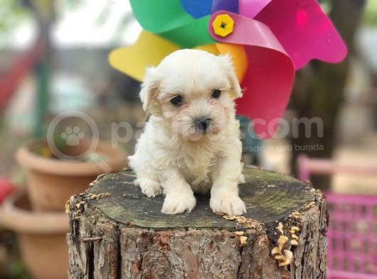 Orjinal Maltese Terrier Yavrularımız  görsel