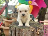 Orjinal Maltese Terrier Yavrularımız 
