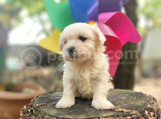 Orjinal Maltese Terrier Yavrularımız  görsel