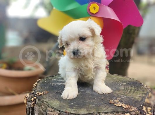 Orjinal Maltese Terrier Yavrularımız  görsel