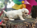 Orjinal Maltese Terrier Yavrularımız 