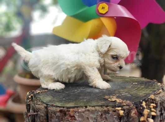 Orjinal Maltese Terrier Yavrularımız  görsel