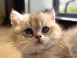 British Shorthair Golden ny12 by12 ay12