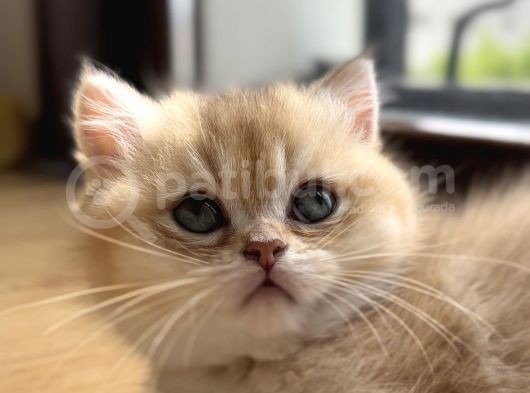British Shorthair Golden Ny12 By12 Ay12