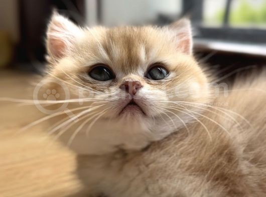 British Shorthair Golden Ny12 By12 Ay12 görsel