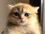 British Shorthair Golden Ny12 By12 Ay12