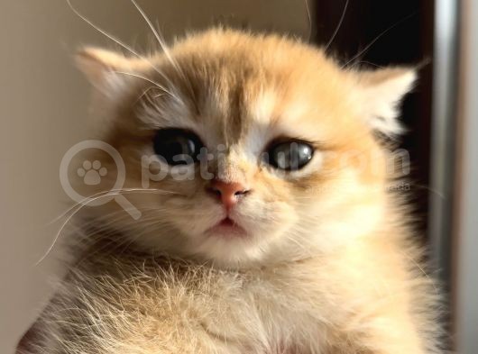 British Shorthair Golden Ny12 By12 Ay12 görsel