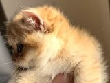 British Shorthair Golden Ny12 By12 Ay12