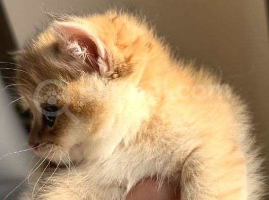 British Shorthair Golden Ny12 By12 Ay12 görsel