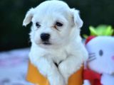 Sevimli Irk Garantili Maltese Terrier Yavrular