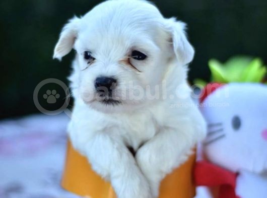 Sevimli Irk Garantili Maltese Terrier Yavrular görsel