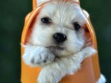 Sevimli Irk Garantili Maltese Terrier Yavrular