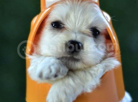 Sevimli Irk Garantili Maltese Terrier Yavrular görsel