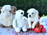 Sevimli Irk Garantili Maltese Terrier Yavrular