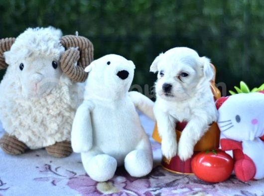 Sevimli Irk Garantili Maltese Terrier Yavrular