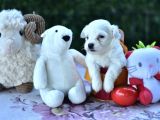 Sevimli Irk Garantili Maltese Terrier Yavrular