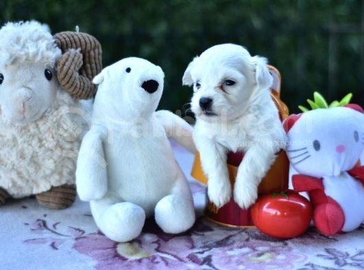 Sevimli Irk Garantili Maltese Terrier Yavrular görsel