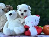 Sevimli Irk Garantili Maltese Terrier Yavrular