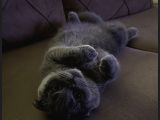 Scottish Fold Kızımız Için British Shorthair Eş Arıyorum