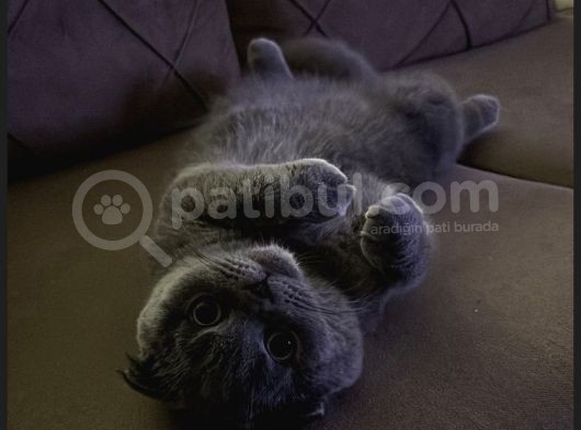Scottish Fold Kızımız Için British Shorthair Eş Arıyorum görsel
