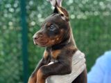 King Doberman Yavrular