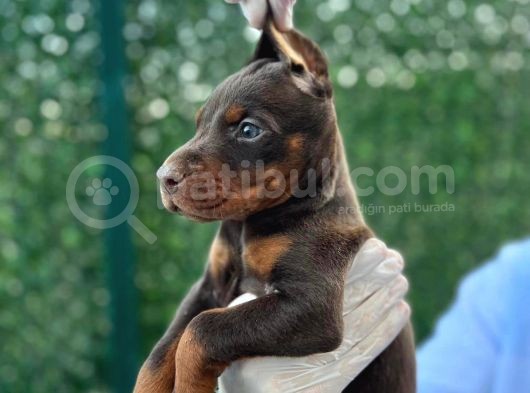 King Doberman Yavrular görsel