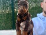 King Doberman Yavrular