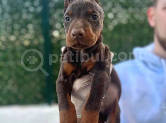 King Doberman Yavrular görsel