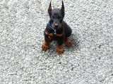 KING DOBERMAN YAVRULAR