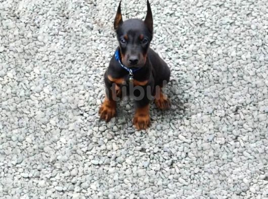 King Doberman Yavrular