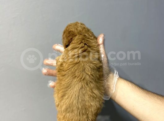 Sevi̇len Renkte Kali̇te Malti̇poo Yavrulari görsel