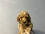 SEVİLEN RENKTE KALİTE MALTİPOO YAVRULARI