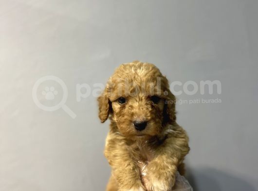 Sevi̇len Renkte Kali̇te Malti̇poo Yavrulari
