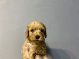 Sevi̇len Renkte Kali̇te Malti̇poo Yavrulari